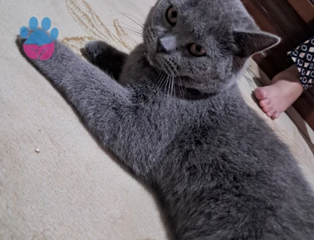 british shorthair 9 aylık erkek eş arıyoruz