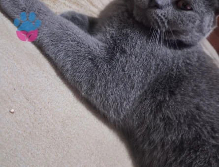 british shorthair 9 aylık erkek eş arıyoruz