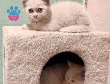 British Shorthair 1 Yaşında Eş Arıyor