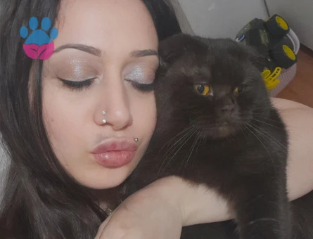 Scottish Fold Oğluma eş arıyorum