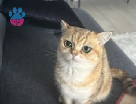 British Shorthair Kızıma Eş Arıyorum