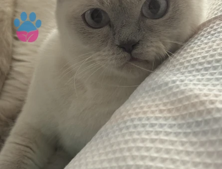 British Shorthair 1 Yaşında Kızgınlıkta