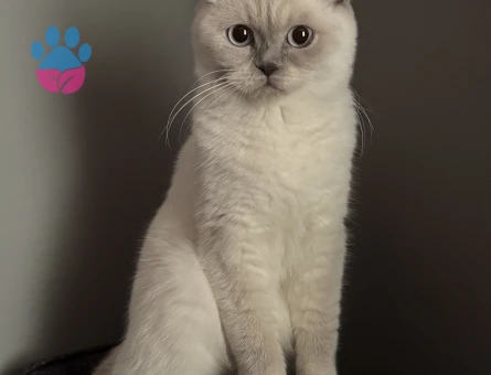 British Shorthair 1 Yaşında Kızgınlıkta