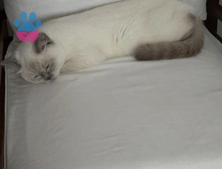 British Shorthair 1 Yaşında Kızgınlıkta