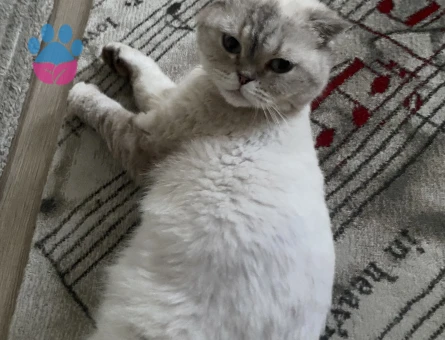 Scottisch cinsli kedimize eş adayı arıyoruz.