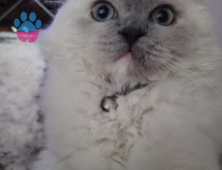 Fıstık yüzlü güzeller güzeli kızımız