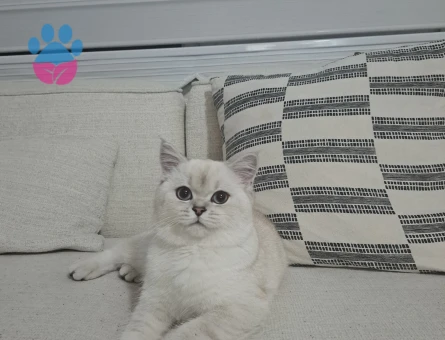 Dişi kedim miya için eş