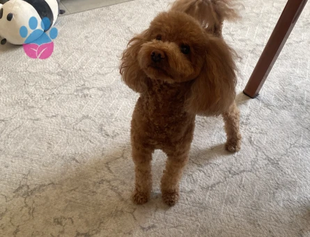 3 yaşında toy poodle oğluma eş arıyorum.