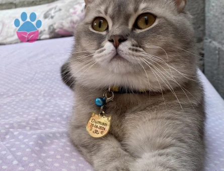 British Shorthair 1 Yaşında Eş Arıyor