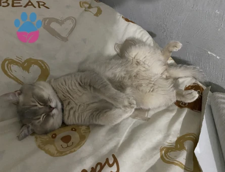 British Shorthair 1 Yaşında Eş Arıyor