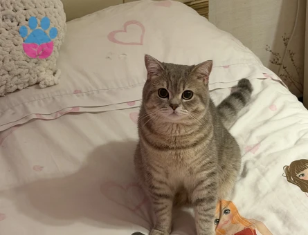 Sağlıklı Erkek Kedi Bobi’ye Eş Aranıyor - 118984657