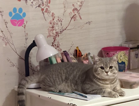 Sağlıklı Erkek Kedi Bobi’ye Eş Aranıyor