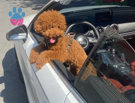 Sağlıklı Erkek Red Brown Poodle Eş Arıyor - 118984667