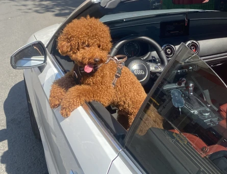 Sağlıklı Erkek Red Brown Poodle Eş Arıyor - 118984667