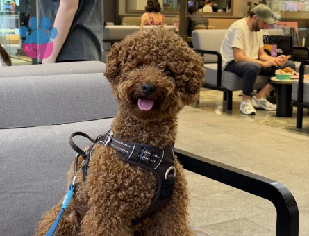 Sağlıklı Erkek Red Brown Poodle Eş Arıyor