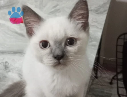 British Bluepoint Erkek 3 Aylık