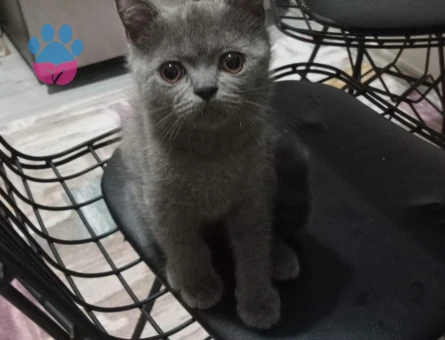 British Bluepoint Erkek 3 Aylık