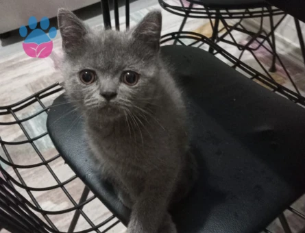 British Bluepoint Erkek 3 Aylık