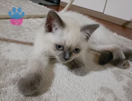 5 aylık ragdoll cinsi dişi kedi