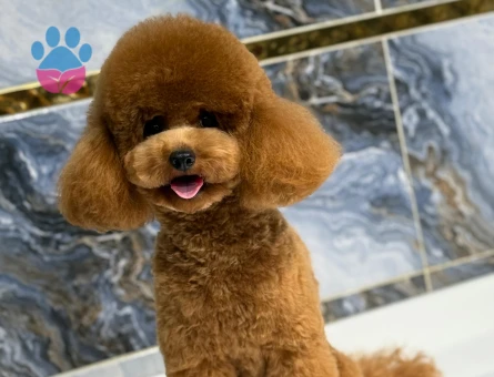 Toy Poodle