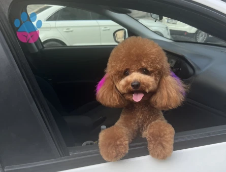 Toy Poodle