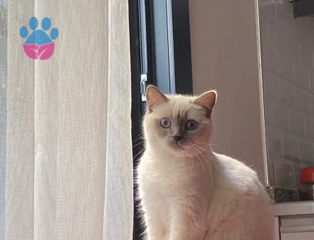 Scottish Straight 1 Yaşında Eş Arıyor