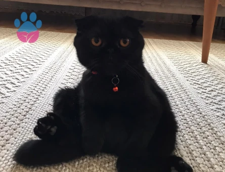 Scottish Fold Kızıma Eş Arıyorum
