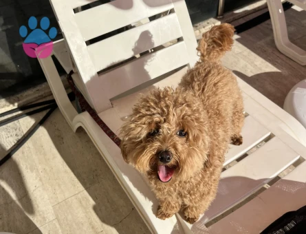 14 aylık poodle kızımıza eş arıyoruz