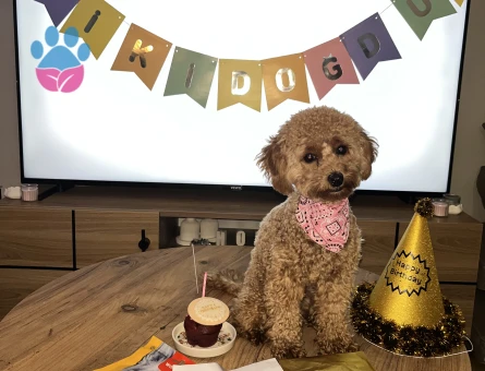 14 aylık poodle kızımıza eş arıyoruz