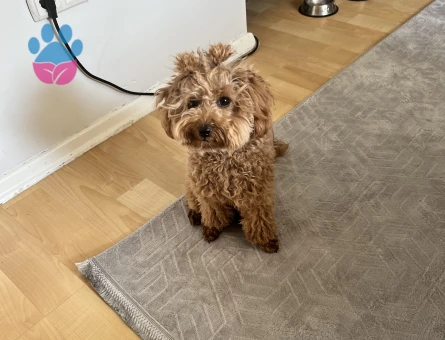 14 aylık poodle kızımıza eş arıyoruz