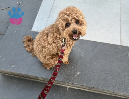 14 aylık poodle kızımıza eş arıyoruz