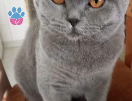 British Shorthair Gofriğe eş arıyoruz