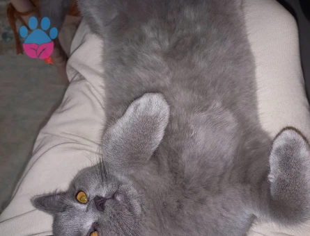 British Shorthair Gofriğe eş arıyoruz