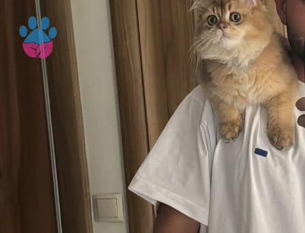 British longhair kedime dişi eş arıyorum