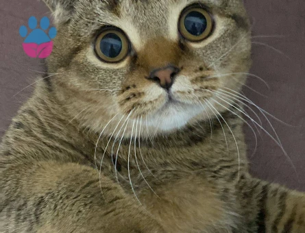 Miço için eş arıyorum