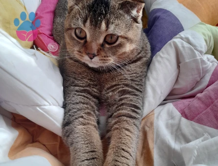 Miço için eş arıyorum