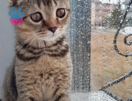 Miço için eş arıyorum