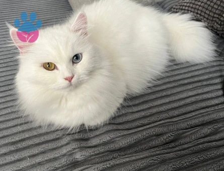 British Longhair Kızımızı BEYAZ RENKLİ VE RENKLİ GÖZLÜ ERKEK bir kediyle çiftleştirmek için uygun eş arıyoruz.