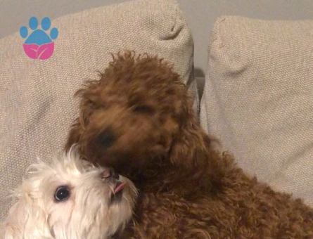 maltese terrier köpeğime eş arıyorum