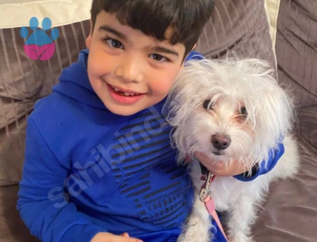 maltese terrier köpeğime eş arıyorum