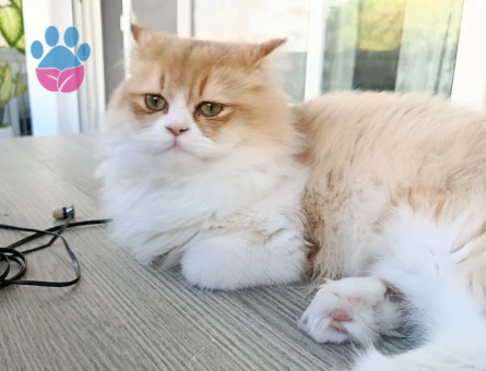 Yakışıklı oğlum Prens'e Eş bakıyorum