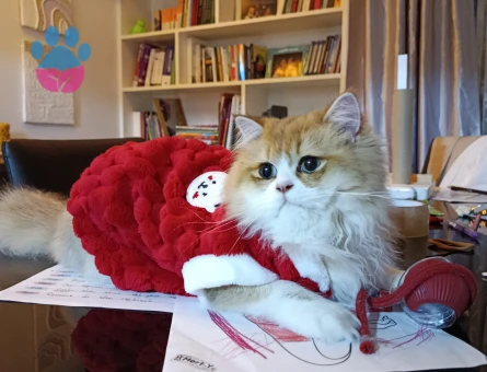 Yakışıklı oğlum Prens'e Eş bakıyorum