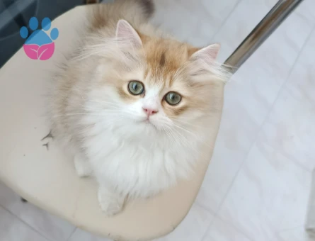 Yakışıklı oğlum Prens'e Eş bakıyorum