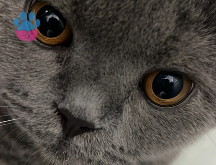 British shorthair 12 aylık oğluma eş arıyorum