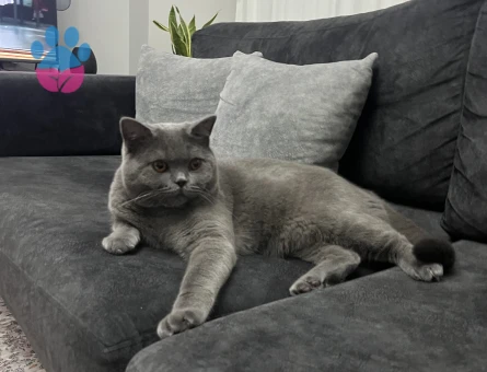British shorthair 12 aylık oğluma eş arıyorum
