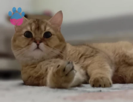 British shorthair Erkek 1 Yaşında