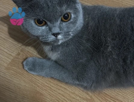 Prensesimize eş arıyoruz