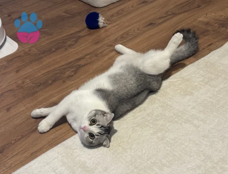 Yakışıklı oğlumuz Olips’e eş arıyoruz