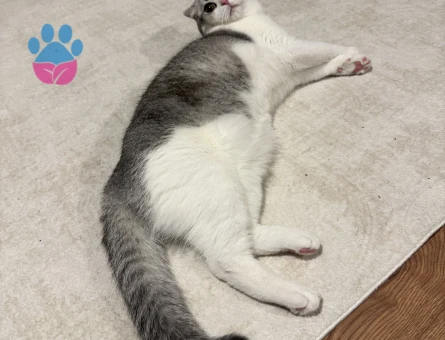 Yakışıklı oğlumuz Olips’e eş arıyoruz