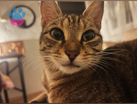 dişi kedime eş arıyorum